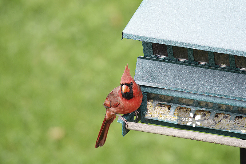 栖息在喂鸟器上的北美红雀图片素材