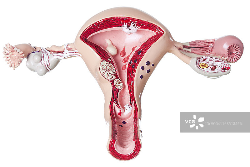 白色背景上的子宫和卵巢图片素材