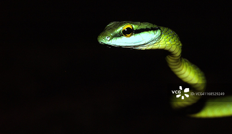 鹦鹉蛇出没图片素材