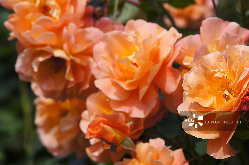 “威斯特兰”品种的玫瑰花图片素材