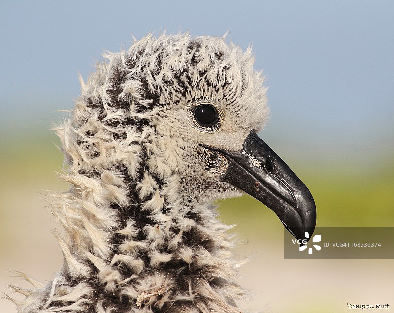 黑足信天翁图片素材