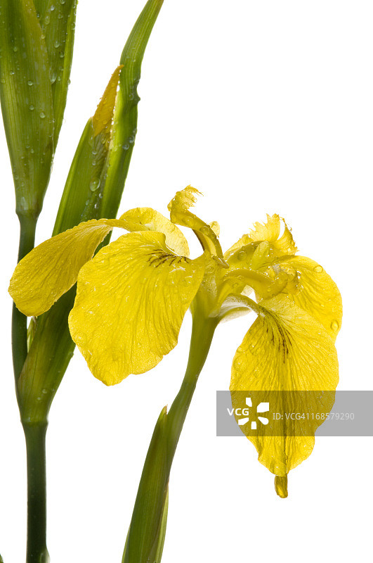黄色鸢尾花图片素材