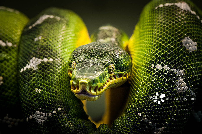 翡翠树蚺图片素材