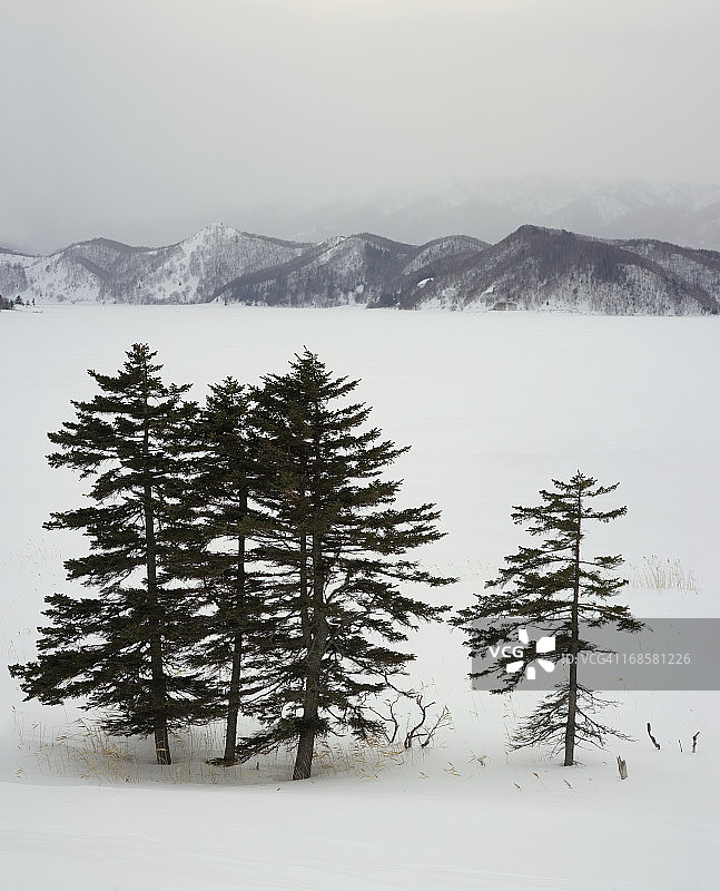 冬季杉树图片素材