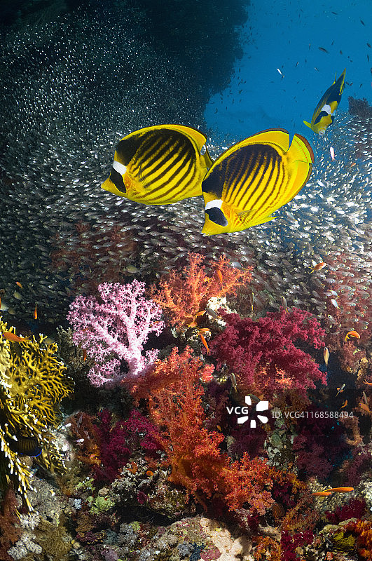 珊瑚礁风光图片素材