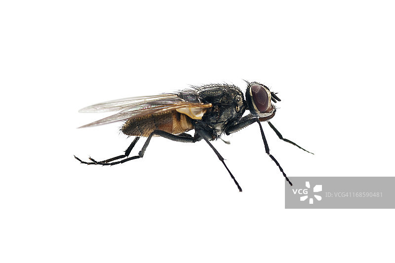 家蝇图片素材