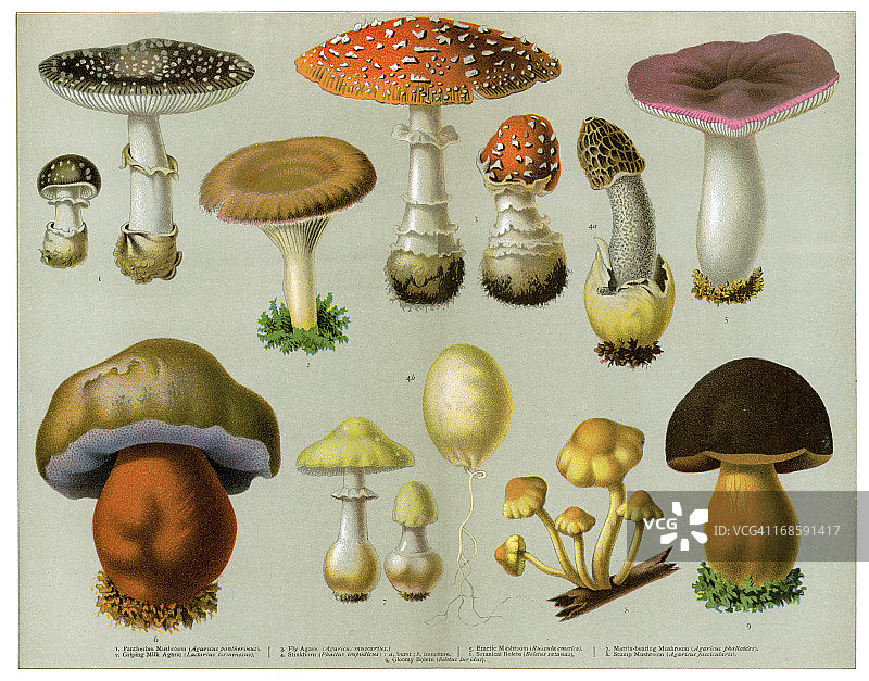 有毒真菌图片素材