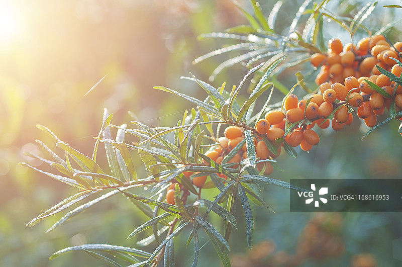 晨露下的沙棘图片素材