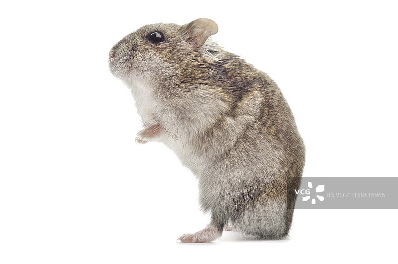 加卡利亚仓鼠图片素材