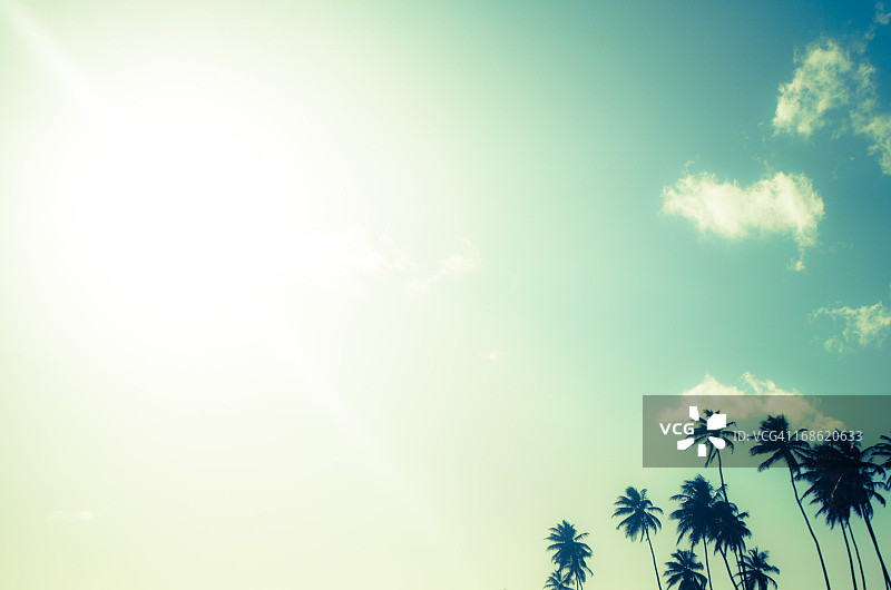 异域天空和椰子树图片素材