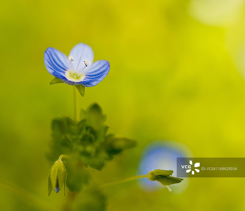 弗吉尼亚婆婆纳（勿忘我草）图片素材
