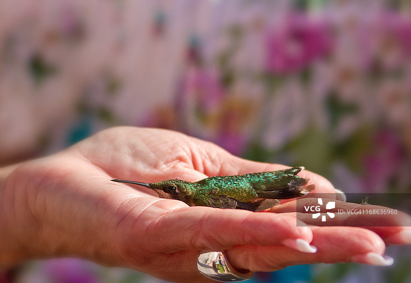 停留在手掌中的蜂鸟图片素材