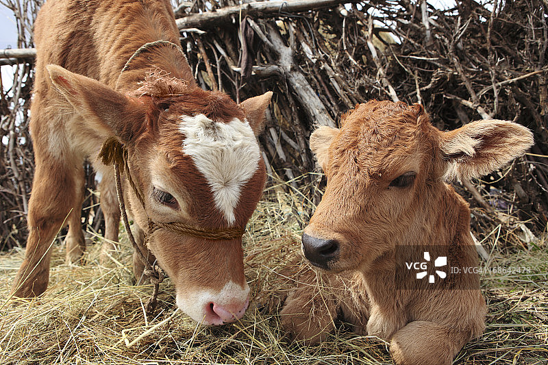 土耳其埃拉泽的两头小牛图片素材
