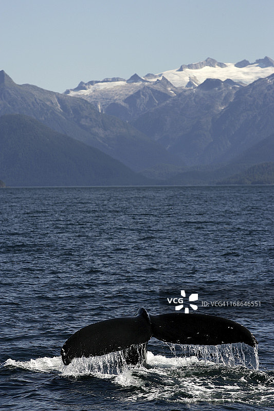 在阿拉斯加锡特卡观看鲸鱼图片素材