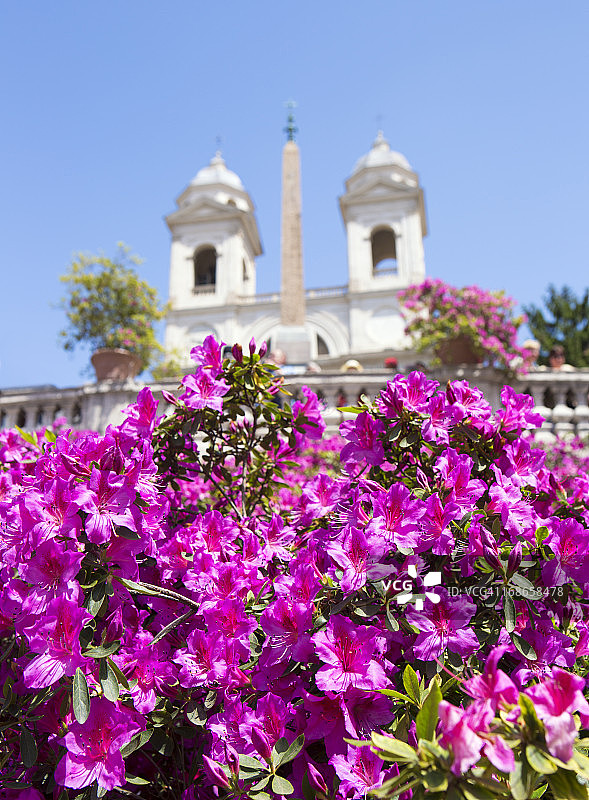 意大利罗马西班牙阶梯与杜鹃花图片素材