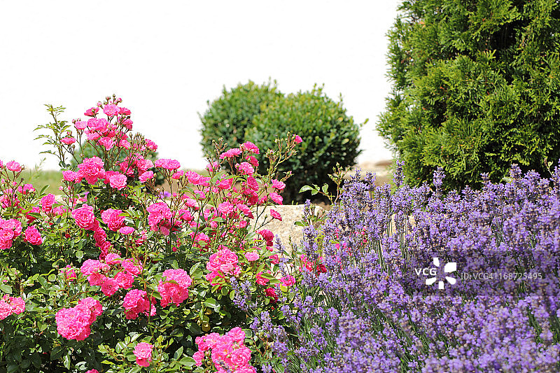 玫瑰和薰衣草图片素材