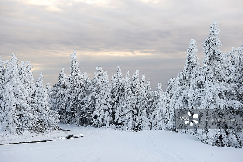 罗恩山黄昏时分的冬季雪景森林图片素材