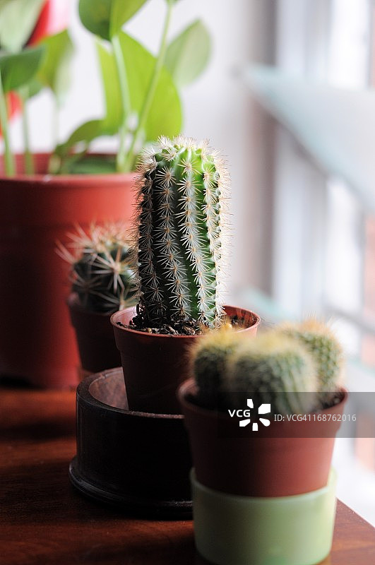 我的迷你仙人掌图片素材