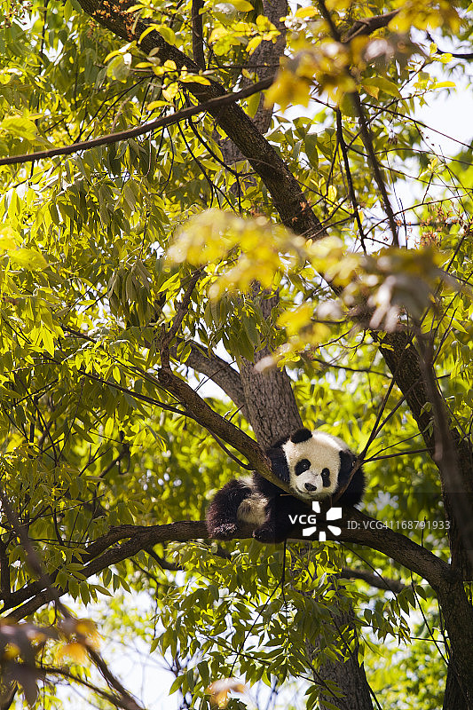 熊猫在树上休息图片素材