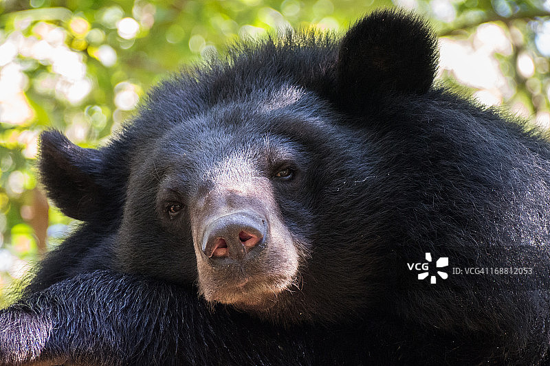 亚洲黑熊图片素材