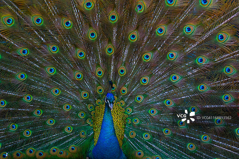 孔雀图片素材