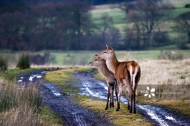 两只鹿在野外图片素材