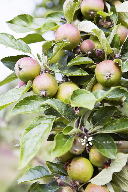 树上生长的苹果图片素材