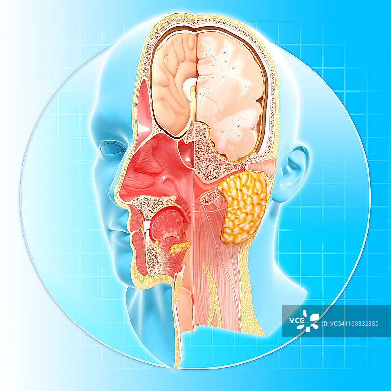 头解剖学、艺术品图片素材