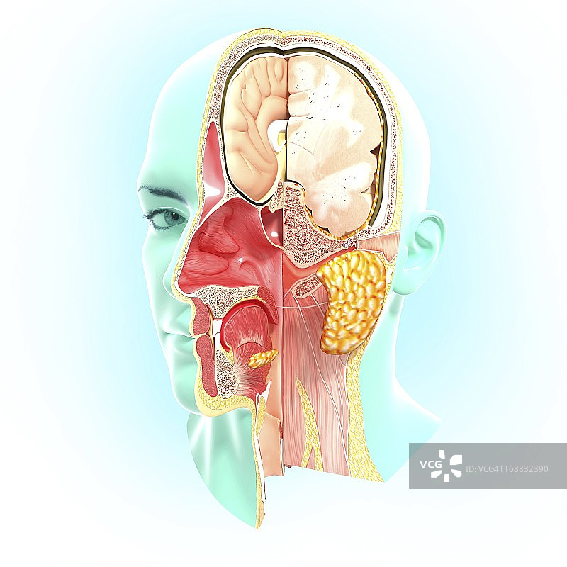 头解剖学、艺术品图片素材