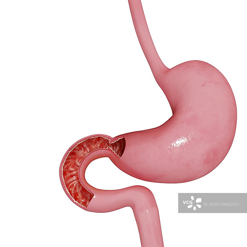 胃和小肠，艺术作品图片素材
