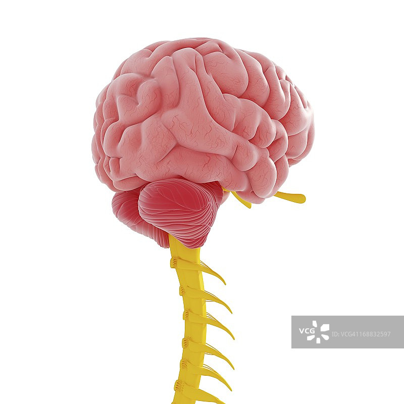 中枢神经系统插画图片素材