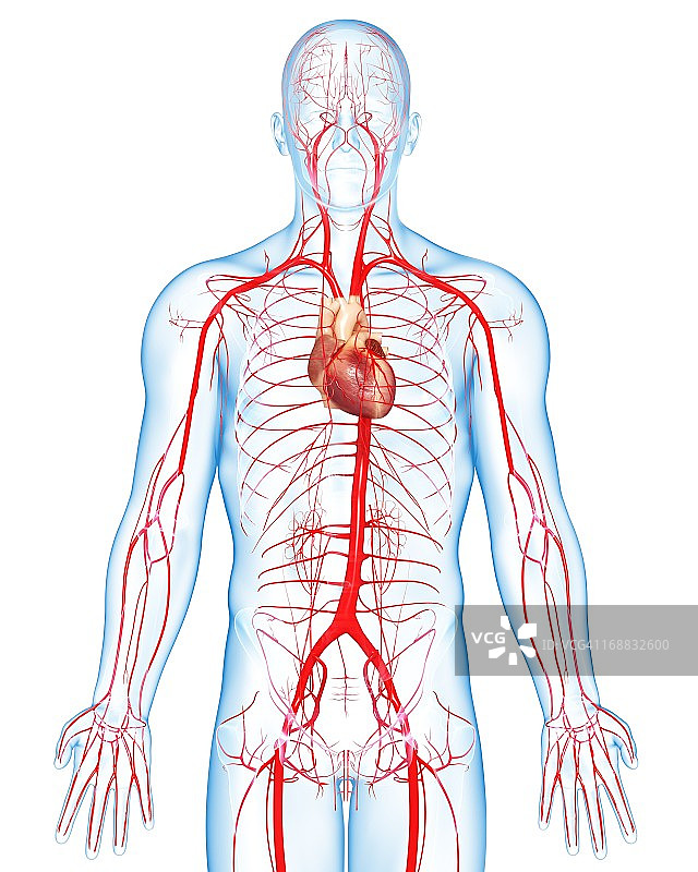 人体动脉艺术图图片素材