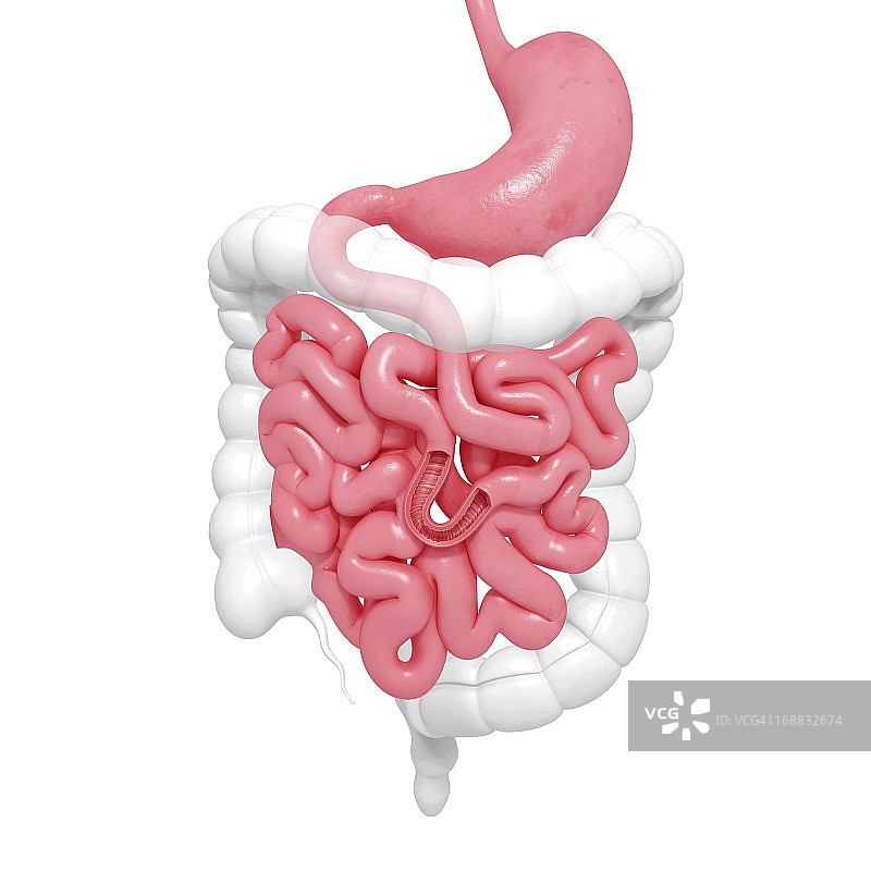 健康的消化系统图片素材