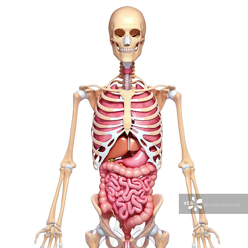 人体解剖学、艺术品图片素材