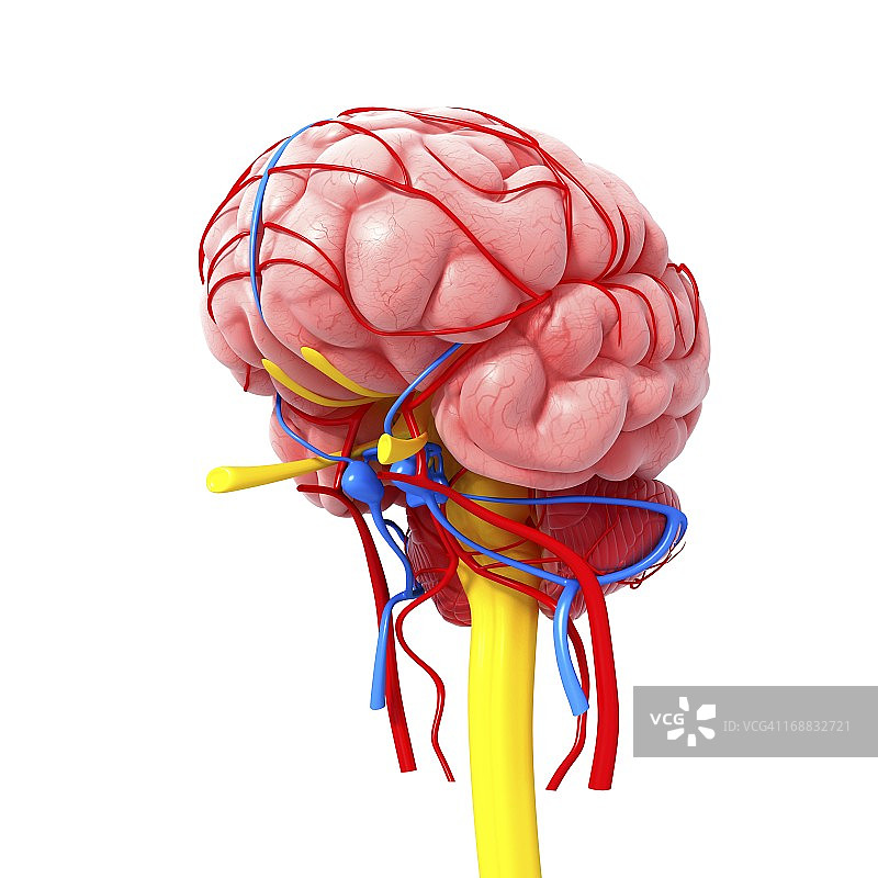 大脑解剖结构艺术作品图片素材