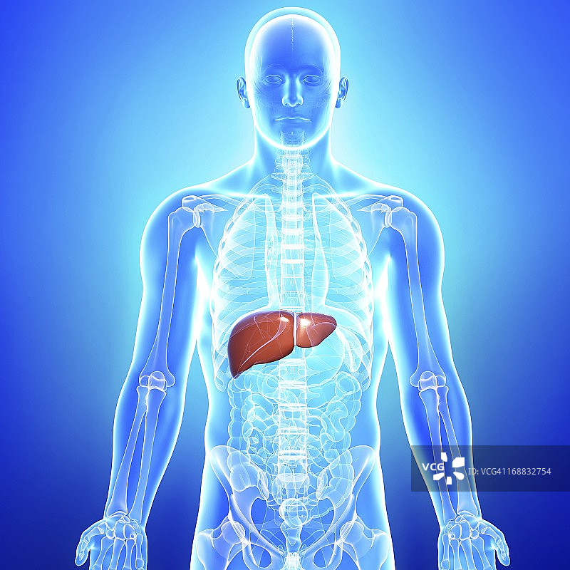 健康的肝脏，艺术作品图片素材