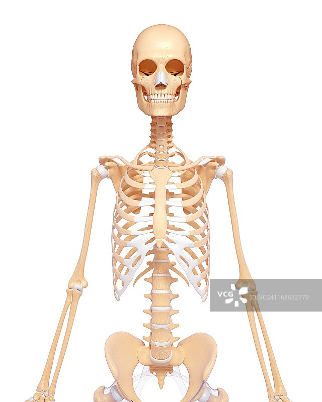 人类的骨骼,艺术品图片素材