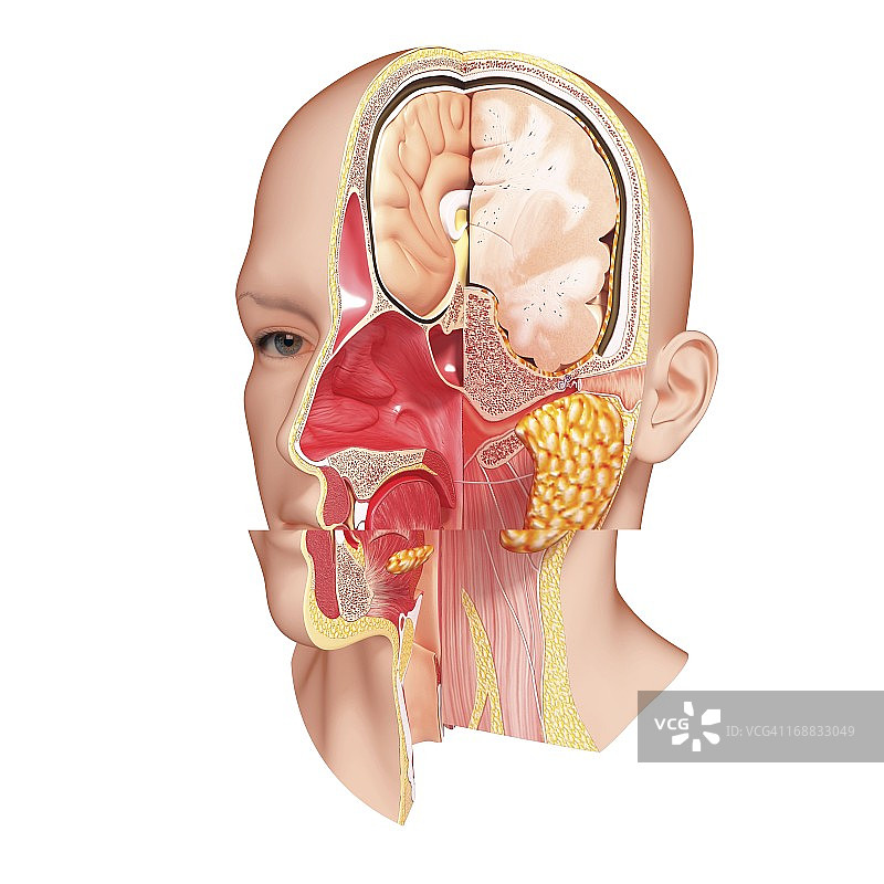 头解剖学、艺术品图片素材