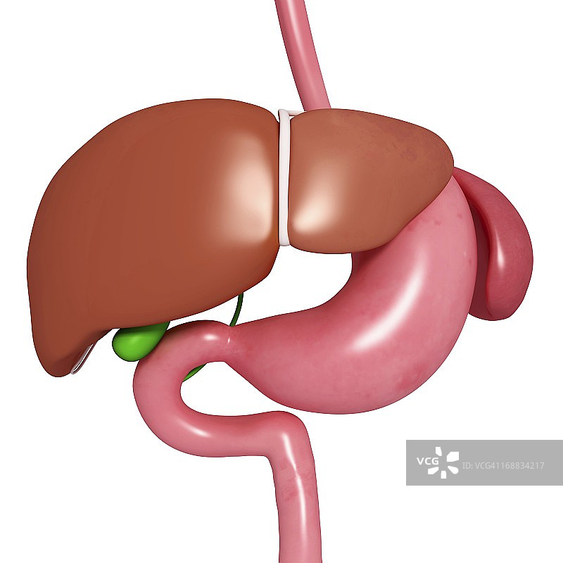 健康的消化系统图片素材