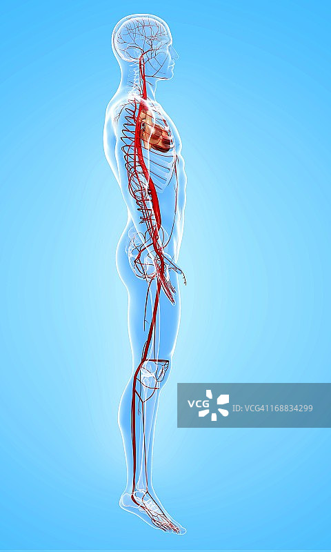 人体动脉艺术图图片素材