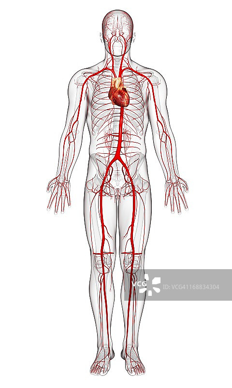 人体动脉艺术图图片素材