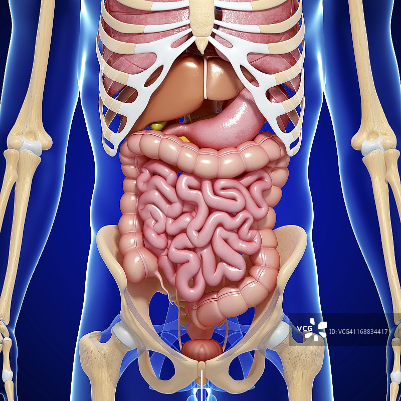 男性解剖学、艺术品图片素材
