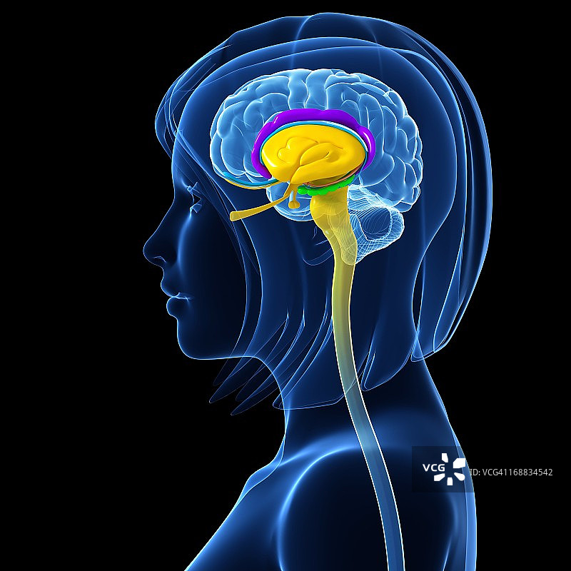 大脑解剖结构艺术作品图片素材
