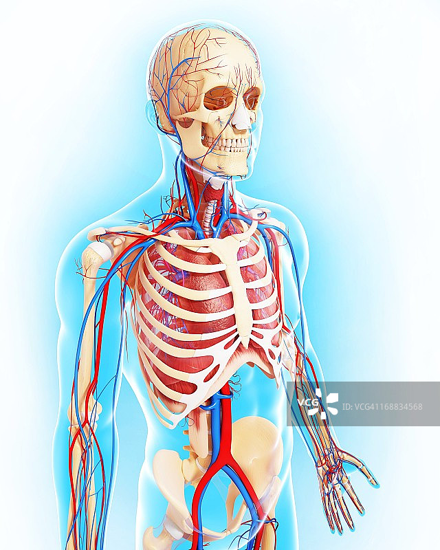 上半身人体解剖艺术图图片素材