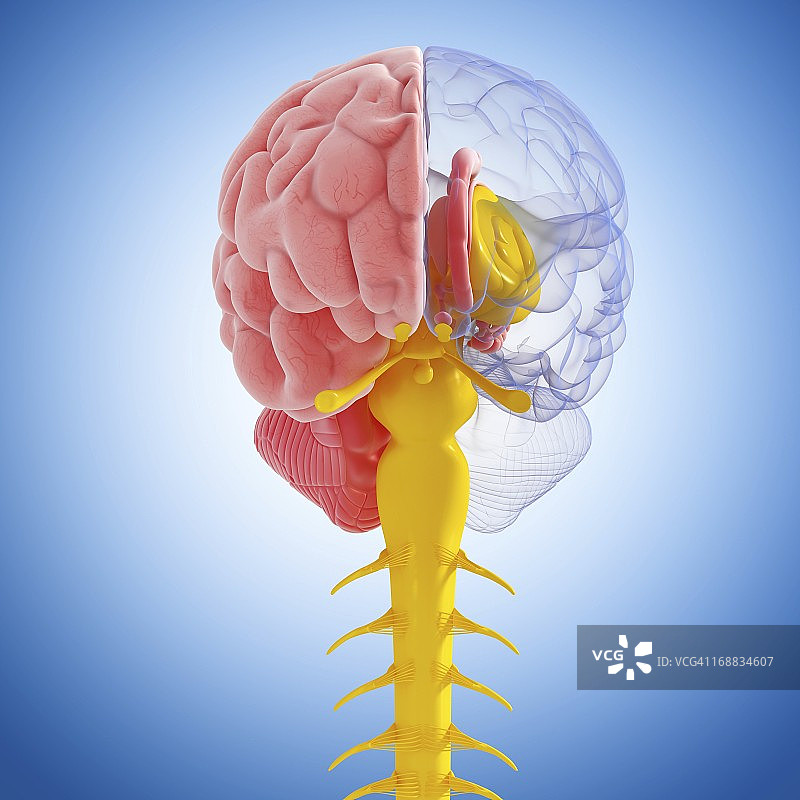 大脑解剖结构艺术作品图片素材