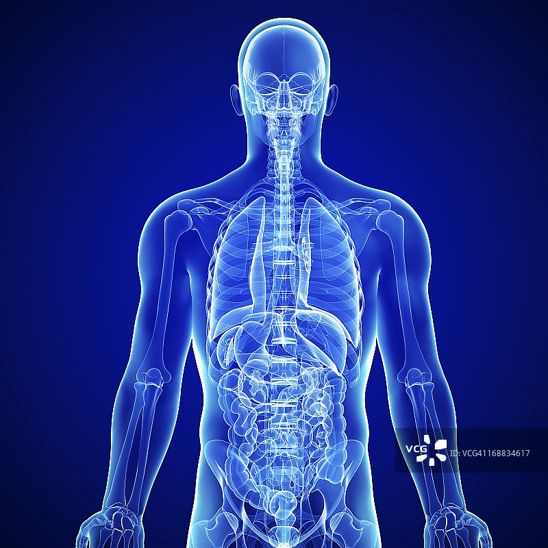 男性解剖学、艺术品图片素材