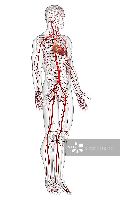人体动脉艺术图图片素材