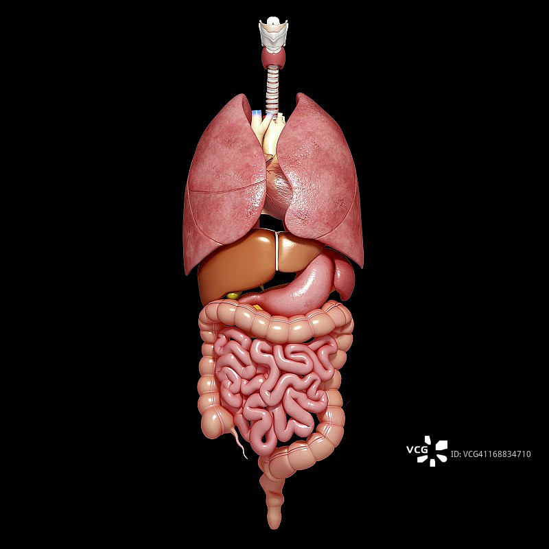 人体器官艺术作品图片素材