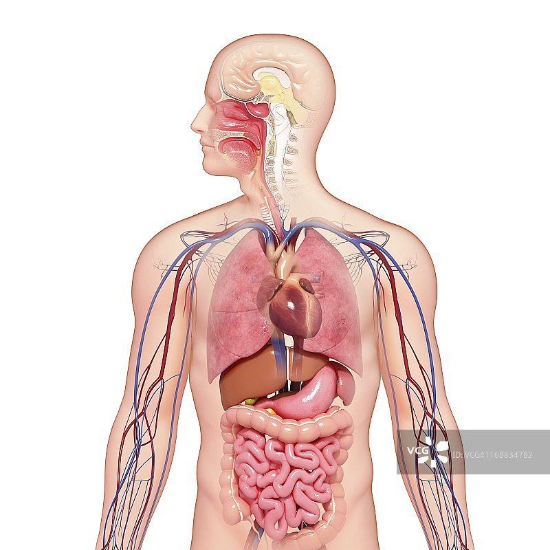 男性解剖学、艺术品图片素材