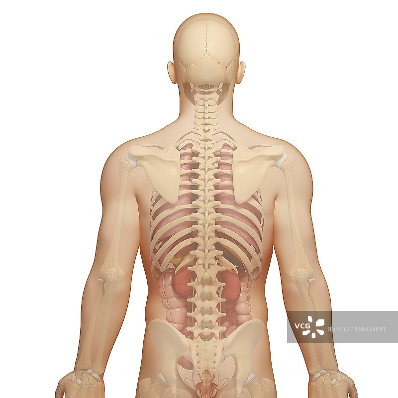 男性解剖学、艺术品图片素材